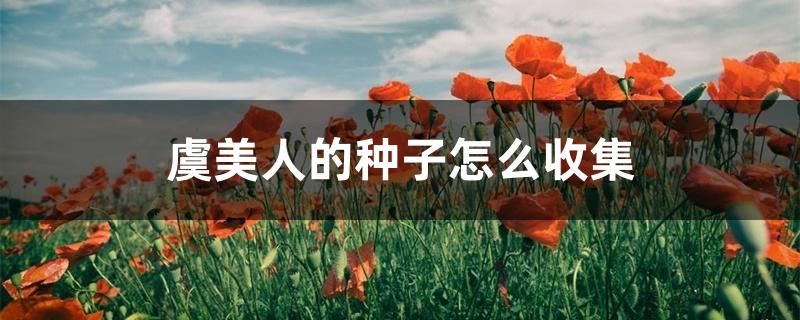 虞美人的种子怎么收集 虞美人的种子怎么收集