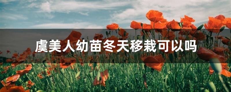 虞美人幼苗冬天移栽可以吗 虞美人幼苗冬天移栽可以吗