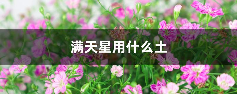 满天星用什么土 满天星用什么土