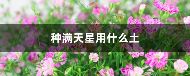 种满天星用什么土 种满天星用什么土