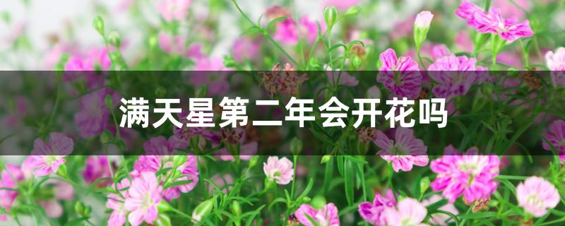 满天星第二年会开花吗 满天星第二年会开花吗