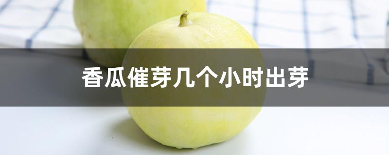 香瓜催芽几个小时出芽 香瓜催芽几个小时出芽