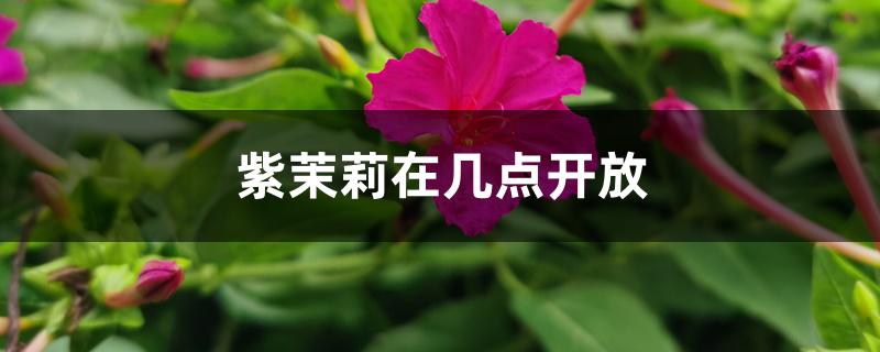 紫茉莉在几点开放 紫茉莉在几点开放