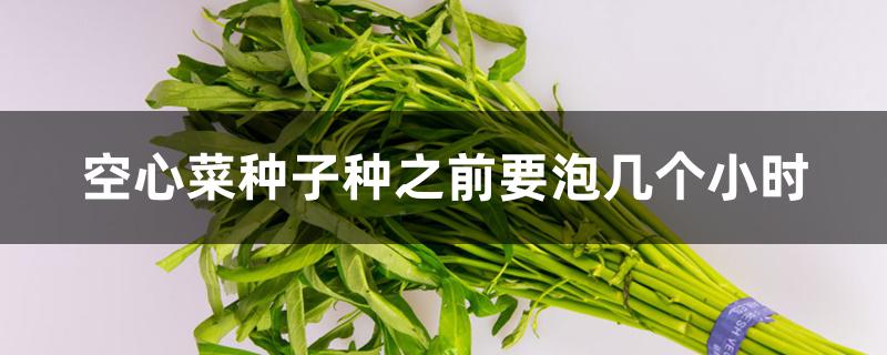 空心菜种子种之前要泡几个小时 空心菜种子种之前要泡几个小时