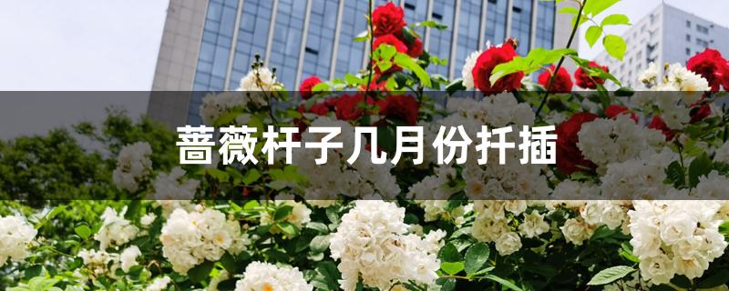 蔷薇杆子几月份扦插 蔷薇杆子几月份扦插