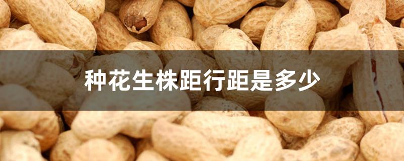 种花生株距行距是多少 种花生株距行距是多少