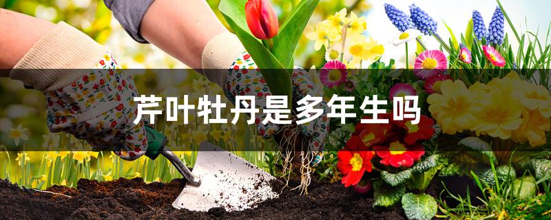 芹叶牡丹是多年生吗 芹叶牡丹是多年生吗