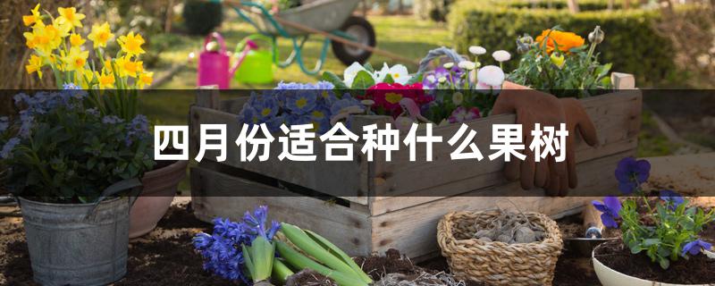 四月份适合种什么果树 四月份适合种什么果树