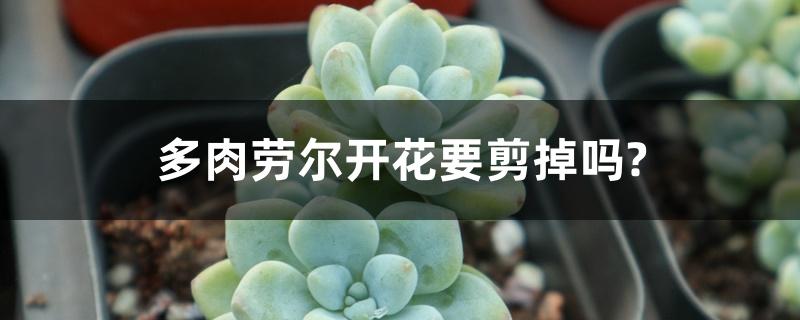 多肉劳尔开花要剪掉吗? 多肉劳尔开花要剪掉吗?