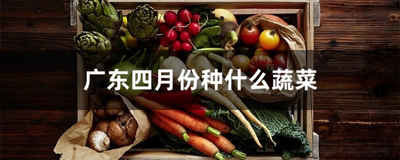 广东四月份种什么蔬菜 广东四月份种什么蔬菜