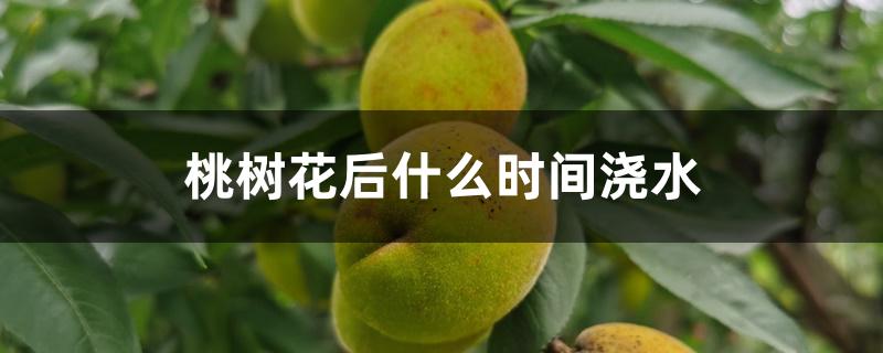 桃树花后什么时间浇水 桃树花后什么时间浇水
