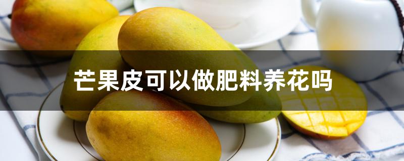 芒果皮可以做肥料养花吗 芒果皮可以做肥料养花吗