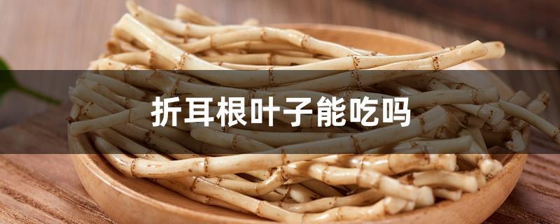 折耳根叶子能吃吗 折耳根叶子能吃吗