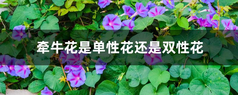 牵牛花是单性花还是双性花 牵牛花是单性花还是双性花