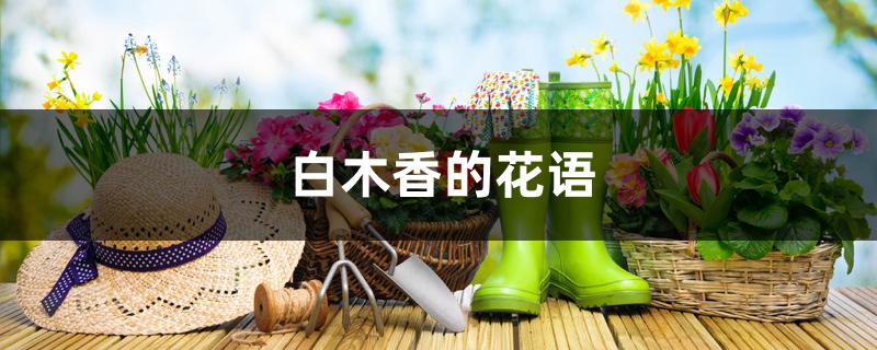 白木香的花语 白木香的花语