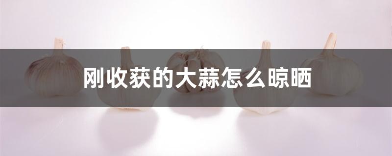 刚收获的大蒜怎么晾晒