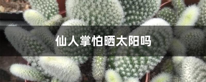 仙人掌怕晒太阳吗 仙人掌怕晒太阳吗