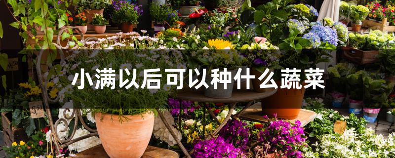 小满以后可以种什么蔬菜 小满以后可以种什么蔬菜