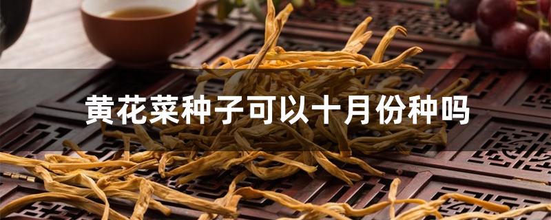 黄花菜种子可以十月份种吗 黄花菜种子可以十月份种吗