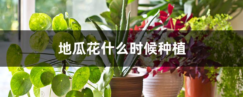 地瓜花什么时候种植 地瓜花什么时候种植
