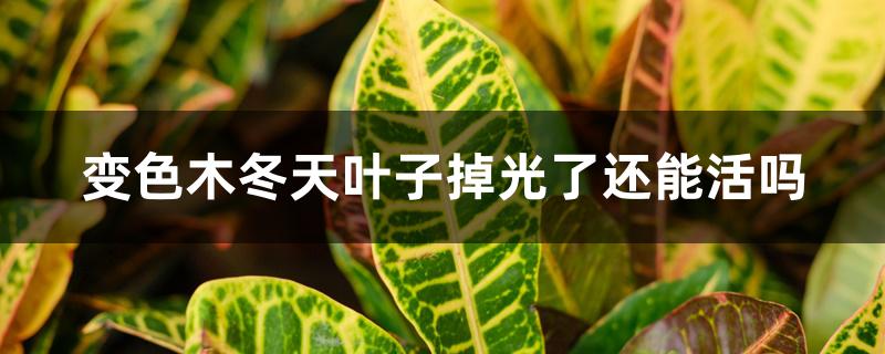 变色木冬天叶子掉光了还能活吗 变色木冬天叶子掉光了还能活吗