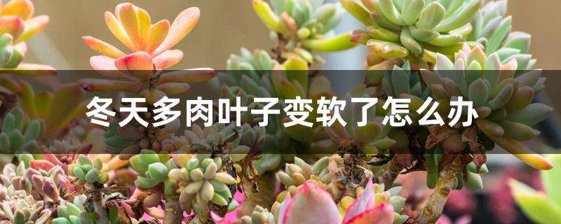 冬天多肉叶子变软了怎么办 冬天多肉叶子变软了怎么办