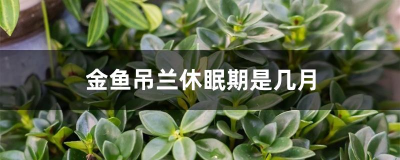 金鱼吊兰休眠期是几月 金鱼吊兰休眠期是几月
