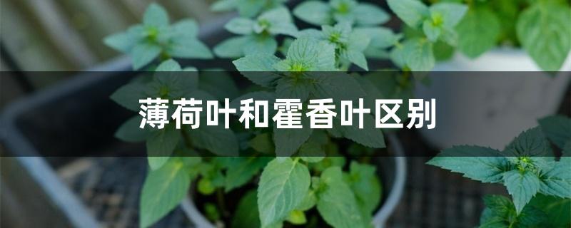 薄荷叶和藿香叶区别 薄荷叶和藿香叶区别
