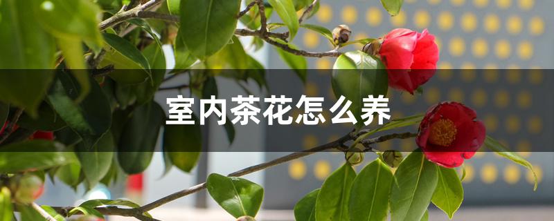 室内茶花怎么养 室内茶花怎么养