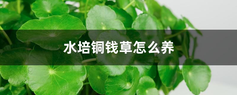 水培铜钱草怎么养 水培铜钱草怎么养