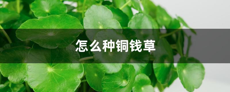 怎么种铜钱草