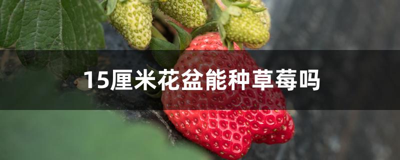 15厘米花盆能种草莓吗 15厘米花盆能种草莓吗