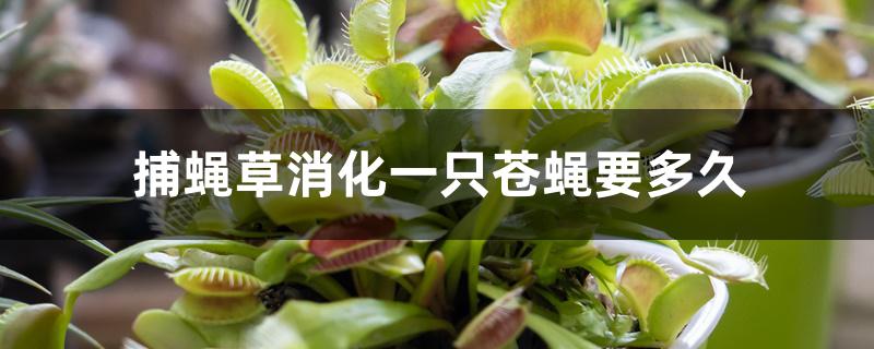 捕蝇草消化一只苍蝇要多久 捕蝇草消化一只苍蝇要多久