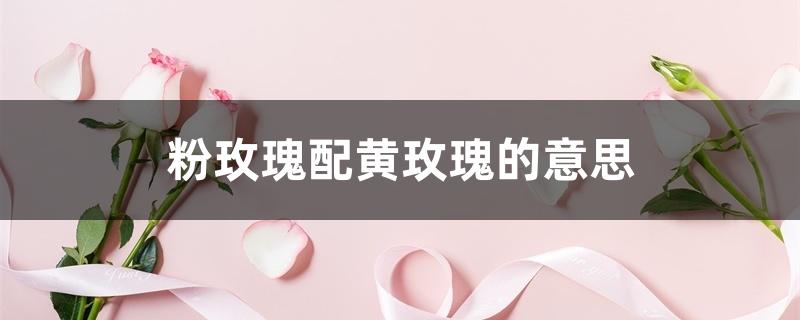 粉玫瑰配黄玫瑰的意思 粉玫瑰配黄玫瑰的意思
