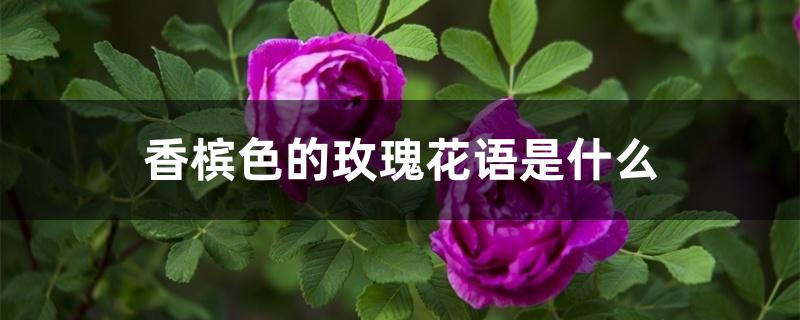 香槟色的玫瑰花语是什么 香槟色的玫瑰花语是什么
