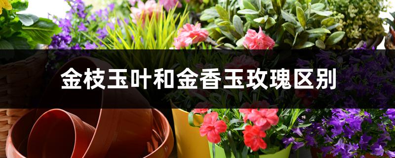 金枝玉叶和金香玉玫瑰区别 金枝玉叶和金香玉玫瑰区别