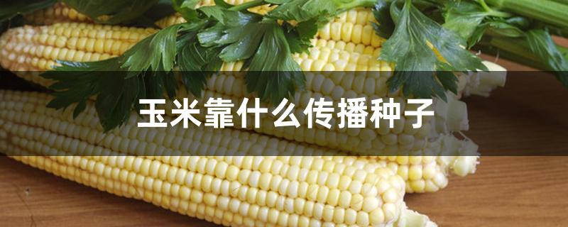 玉米靠什么传播种子 玉米靠什么传播种子