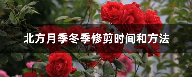 北方月季冬季修剪时间和方法 北方月季冬季修剪时间和方法