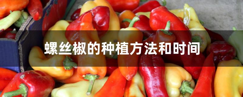 螺丝椒的种植方法和时间 螺丝椒的种植方法和时间