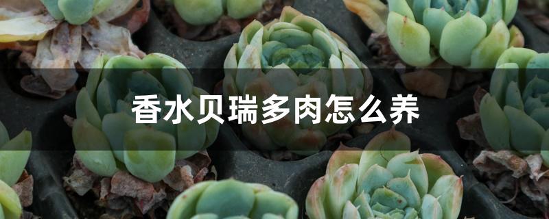 香水贝瑞多肉怎么养