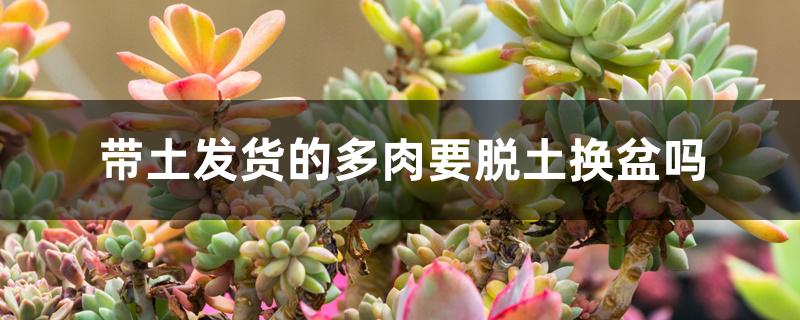 带土发货的多肉要脱土换盆吗 带土发货的多肉要脱土换盆吗