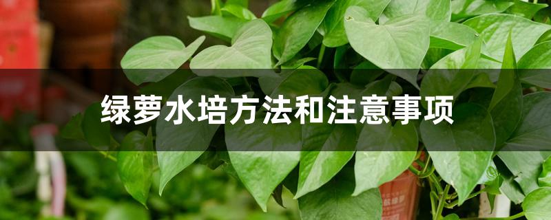 绿萝水培方法和注意事项 绿萝水培方法和注意事项