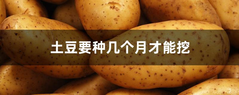 土豆要种几个月才能挖 土豆要种几个月才能挖