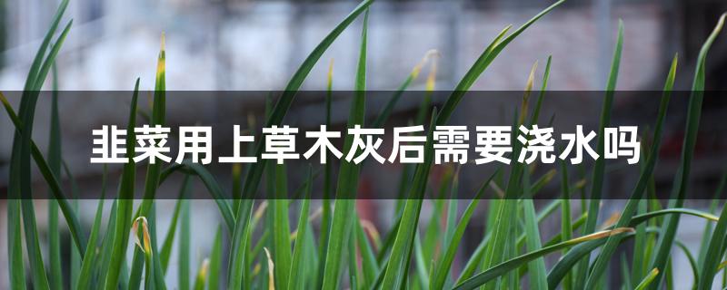 韭菜用上草木灰后需要浇水吗 韭菜用上草木灰后需要浇水吗