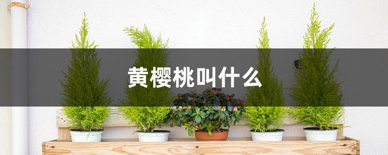 黄樱桃叫什么 黄樱桃叫什么