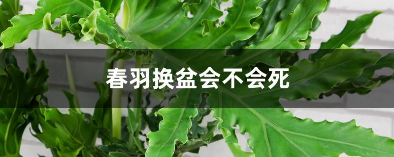 春羽换盆会不会死 春羽换盆会不会死