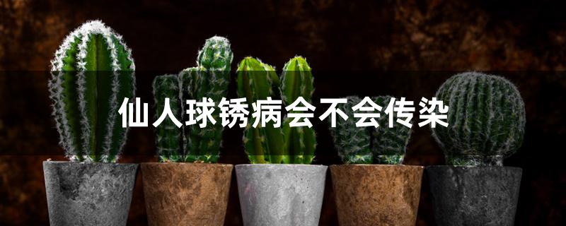 仙人球锈病会不会传染 仙人球锈病会不会传染