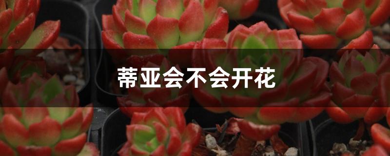 蒂亚会不会开花 蒂亚会不会开花
