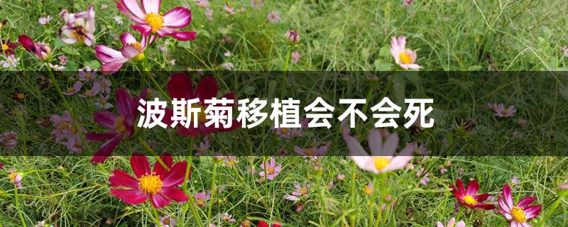 波斯菊移植会不会死 波斯菊移植会不会死
