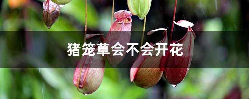 猪笼草会不会开花 猪笼草会不会开花